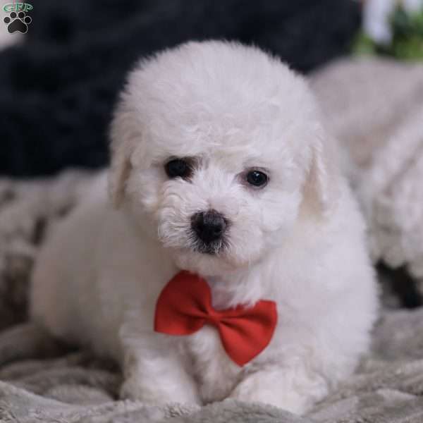 Grover, Bichon Frise Puppy